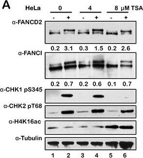FANCD2 Antibody - BSA Free