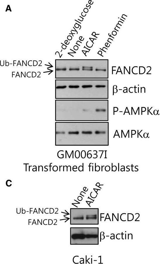 FANCD2 Antibody - BSA Free