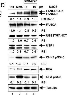 FANCD2 Antibody - BSA Free