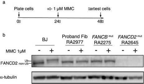 FANCD2 Antibody - BSA Free