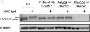 FANCD2 Antibody - BSA Free