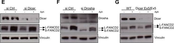 FANCD2 Antibody - BSA Free
