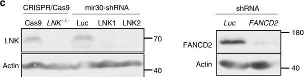 FANCD2 Antibody - BSA Free