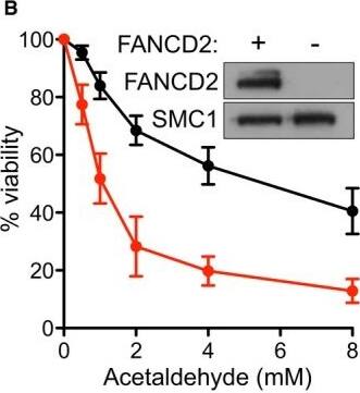 FANCD2 Antibody - BSA Free