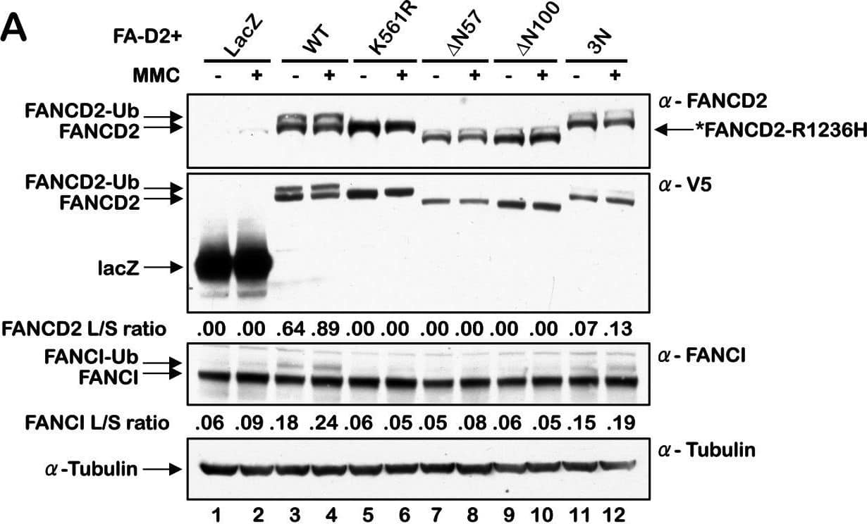 FANCD2 Antibody - BSA Free