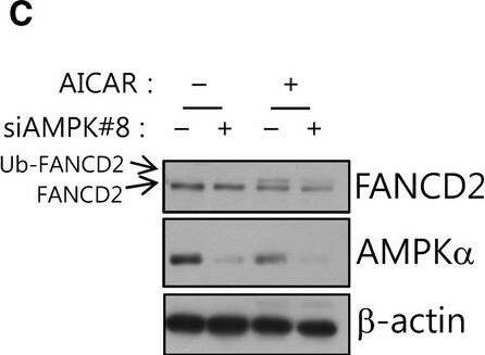 FANCD2 Antibody - BSA Free