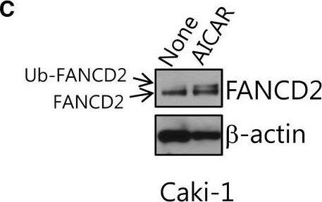 FANCD2 Antibody - BSA Free