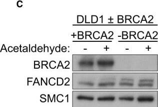 FANCD2 Antibody - BSA Free