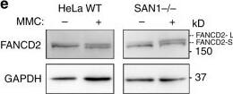 FANCD2 Antibody - BSA Free