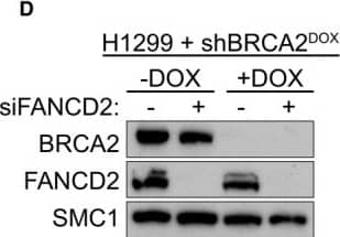 FANCD2 Antibody - BSA Free