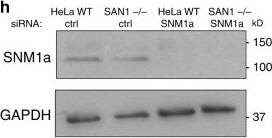 FANCD2 Antibody - BSA Free