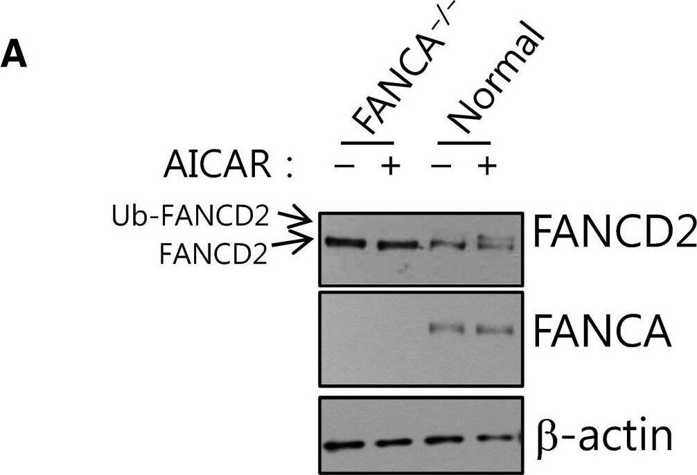 FANCD2 Antibody - BSA Free