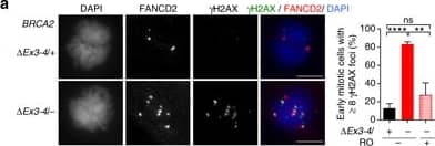 FANCD2 Antibody - BSA Free