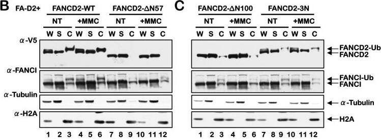 FANCD2 Antibody - BSA Free