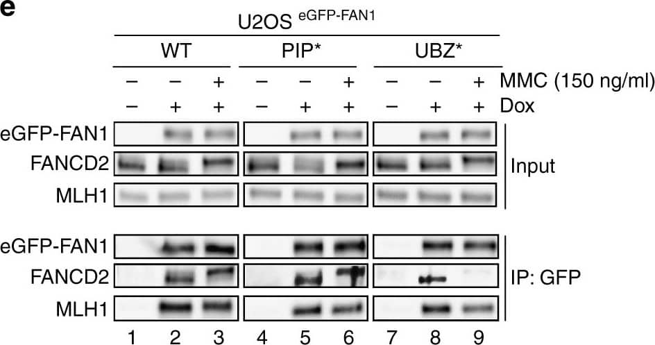 FANCD2 Antibody - BSA Free