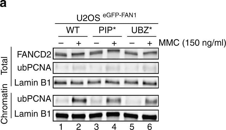 FANCD2 Antibody - BSA Free