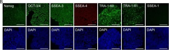 SSEA-3 Antibody (MC-631) - BSA Free