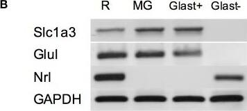 EAAT1/GLAST-1/SLC1A3 Antibody - BSA Free