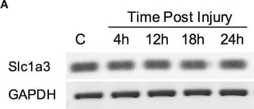 EAAT1/GLAST-1/SLC1A3 Antibody - BSA Free