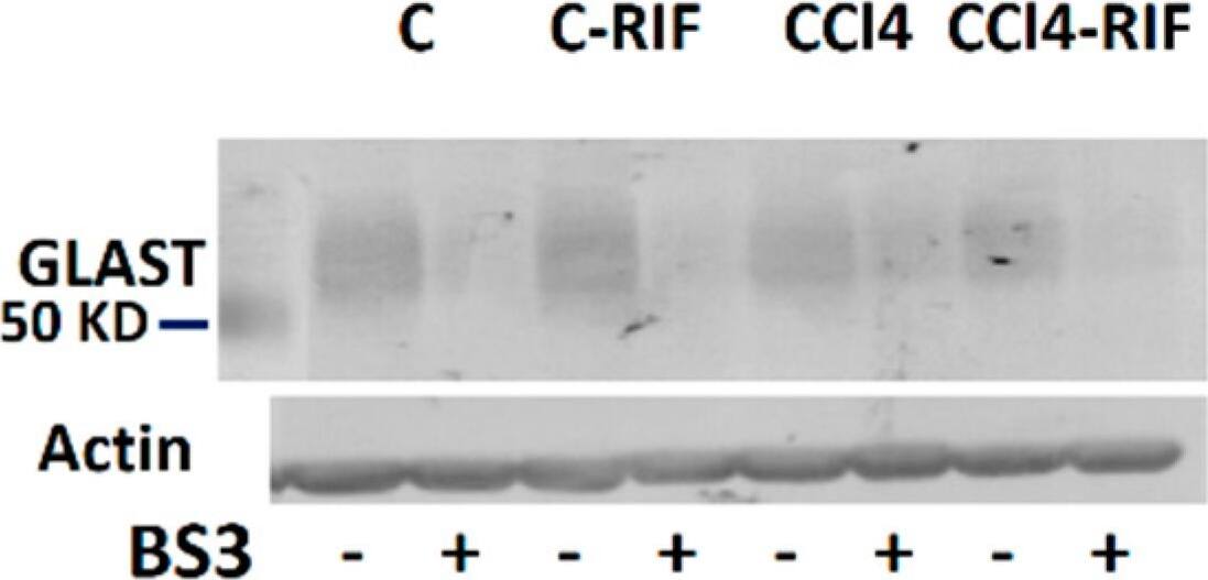 EAAT1/GLAST-1/SLC1A3 Antibody - BSA Free