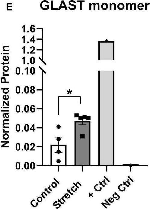 EAAT1/GLAST-1/SLC1A3 Antibody - BSA Free