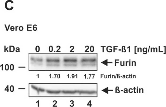 Furin Antibody