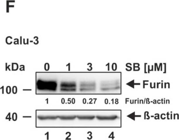 Furin Antibody