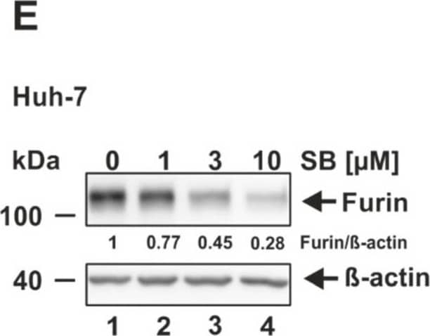 Furin Antibody