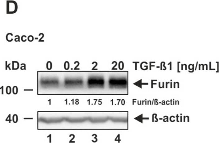 Furin Antibody