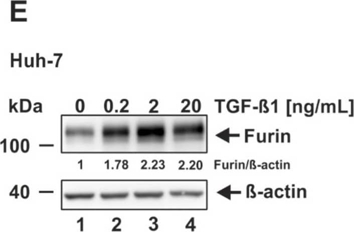 Furin Antibody