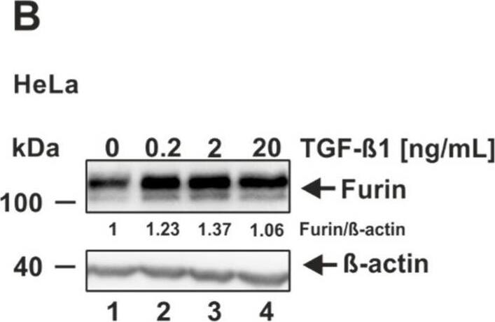 Furin Antibody