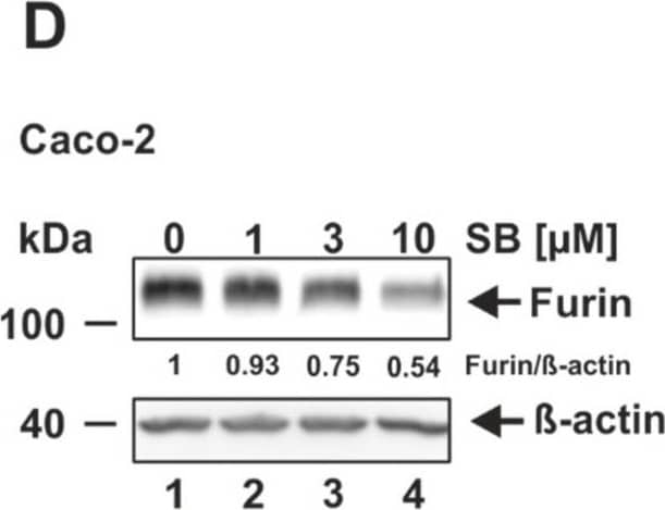 Furin Antibody