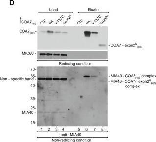 Mitofilin Antibody