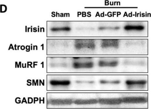 SMN Antibody (2B1) - BSA Free
