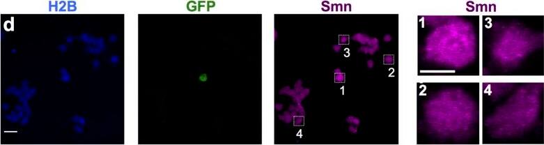 SMN Antibody (2B1) [Alexa Fluor® 647]