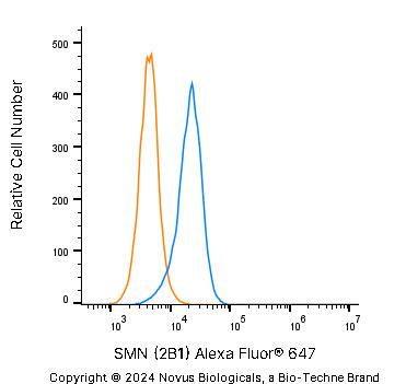 SMN Antibody (2B1) [Alexa Fluor® 647]