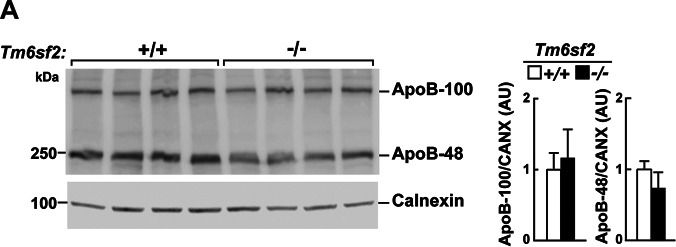 Calnexin Antibody - BSA Free