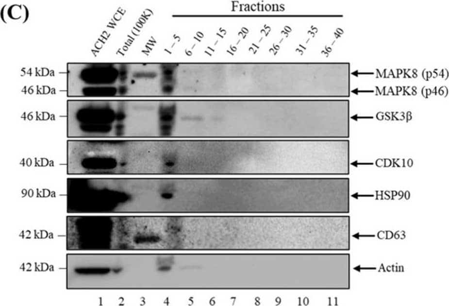 HSP90 Antibody (AC88) - BSA Free