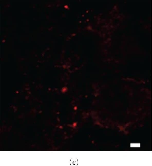 Calnexin Antibody - BSA Free