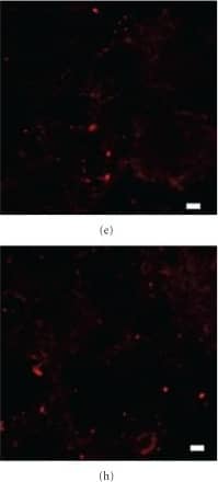 Calnexin Antibody - BSA Free