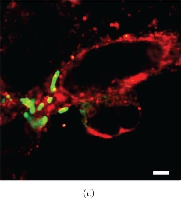 Calnexin Antibody - BSA Free