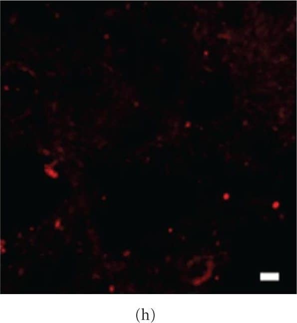 Calnexin Antibody - BSA Free