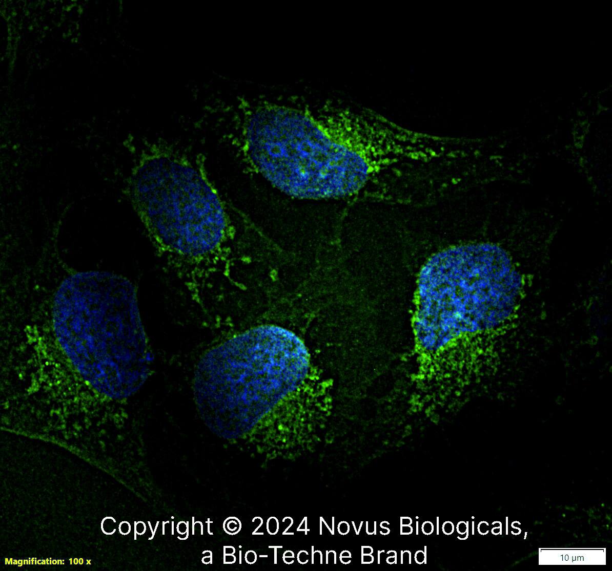 Calnexin Antibody [FITC]