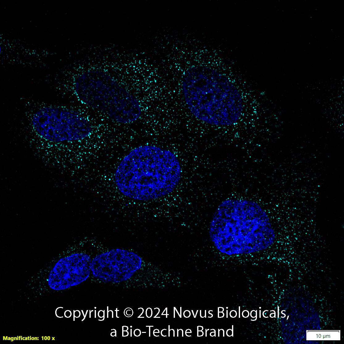 CD74 Antibody (PIN.1) [Alexa Fluor® 647]