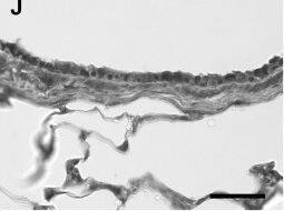 SOD2/Mn-SOD Antibody