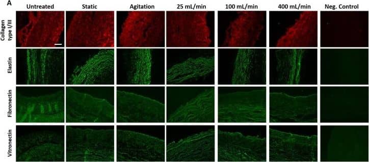 Elastin Antibody (BA-4)