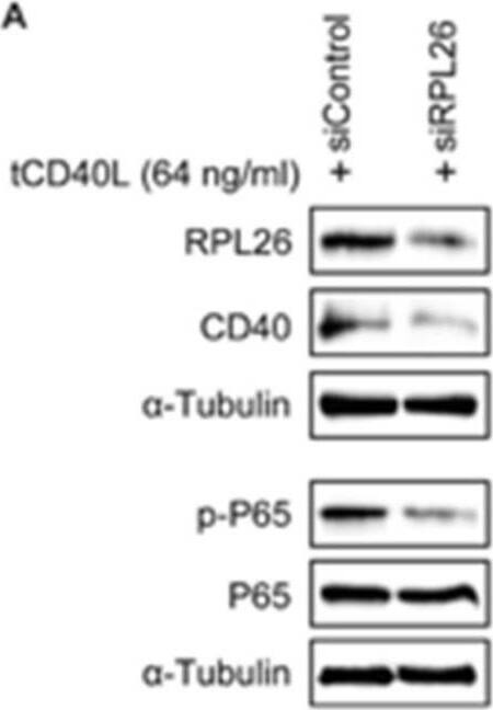 Ribosomal protein L26 Antibody