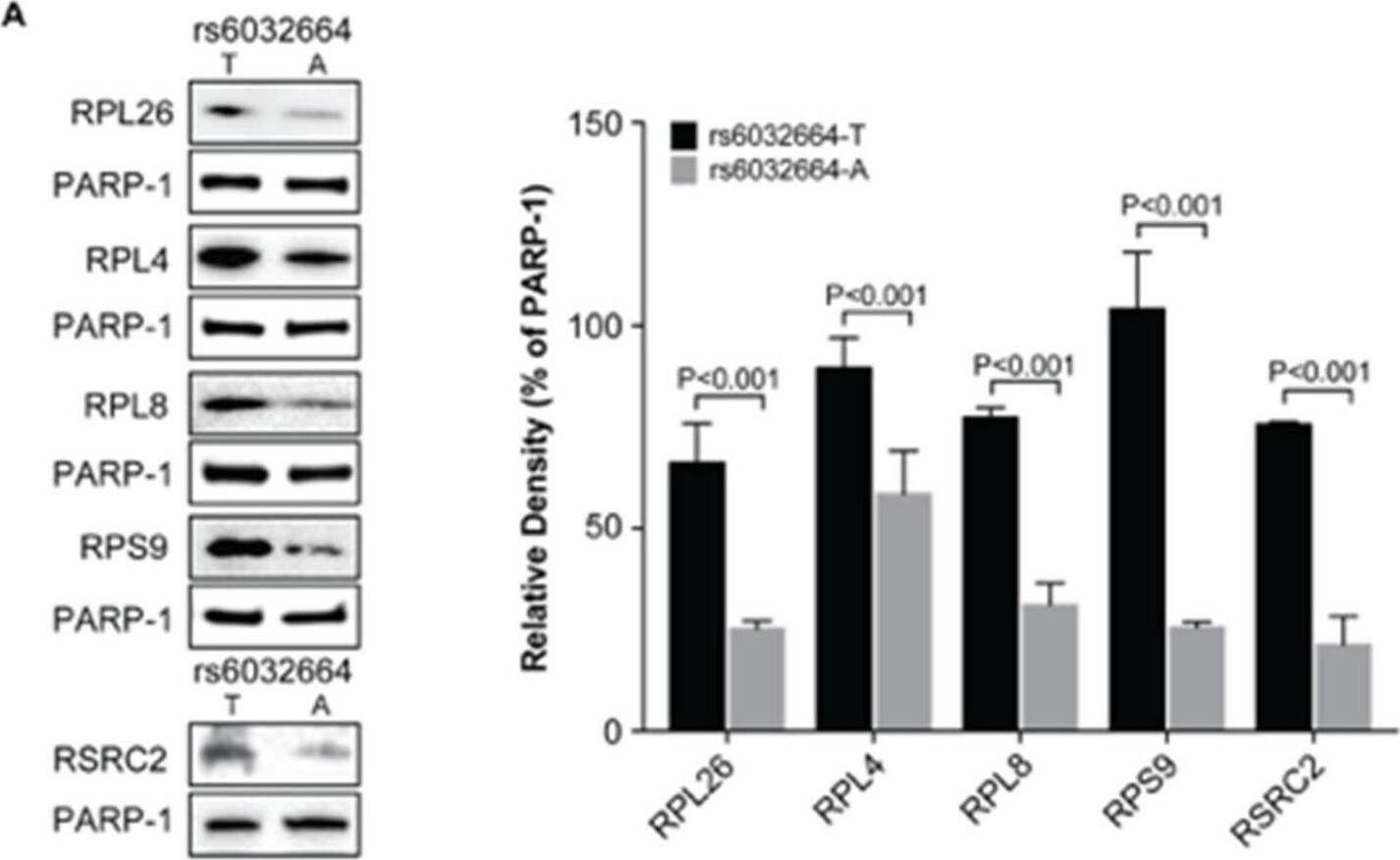 Ribosomal protein L26 Antibody