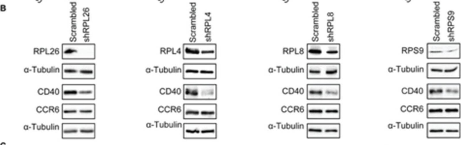 Ribosomal protein L26 Antibody