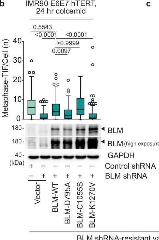 Blooms Syndrome Protein Blm Antibody - BSA Free